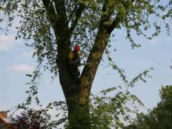 Bomen rooien Ingber